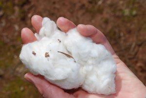 10 Reasons as to why Organic Cotton is just as powerful and significant as organic foods